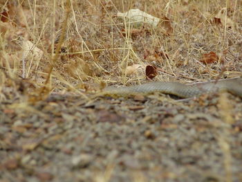 Close-up of lizard on dry grass