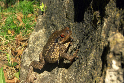 Close-up of frog