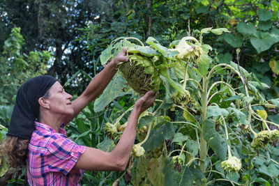 Rural working woman with the dried sunflowers, already ripe to harvest