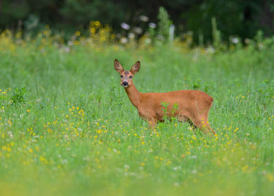 Deer standing on field