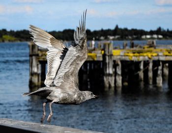 Seagull flying over river