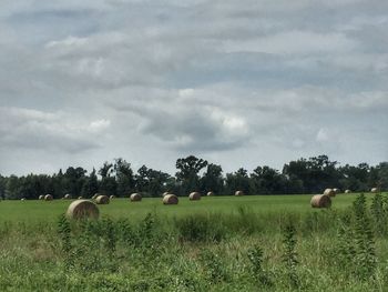 Sheep grazing on field against sky