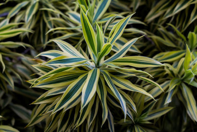 Full frame shot of plants