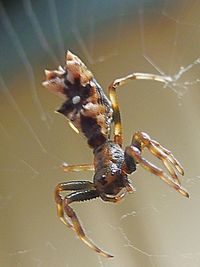 Close-up of insect on wall