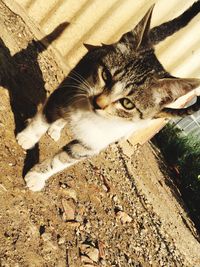 High angle portrait of cat