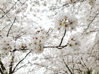 Low angle view of cherry blossom tree