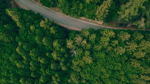 Aerial view of road amidst trees