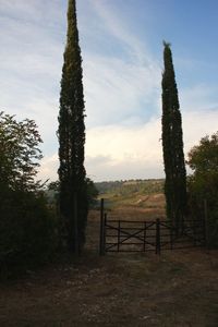 Trees against sky