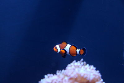 Close-up of fish swimming in sea