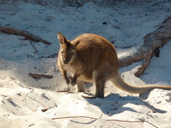 High angle view of a cat on beach