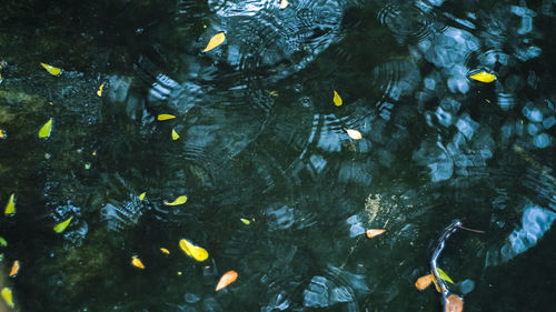 High angle view of koi carps swimming in lake