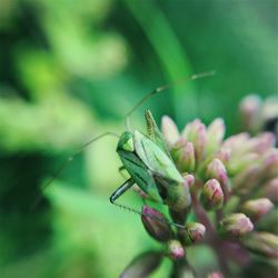 Close-up of insect on plant