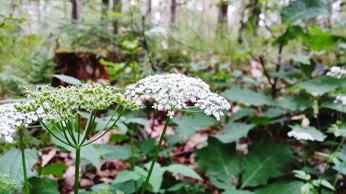 Close-up of white flowering plant