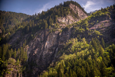 Panoramic view of trees in forest