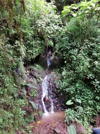 Scenic view of waterfall in forest