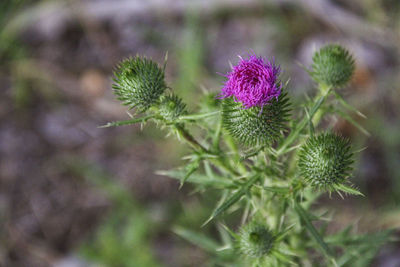 Close-up of thistle