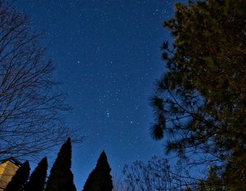 Low angle view of trees against sky at night