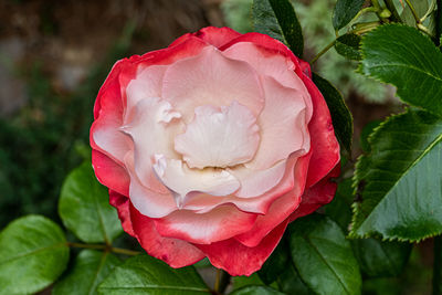 Close-up of pink rose