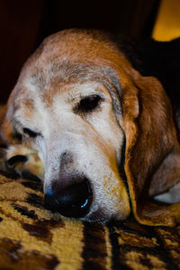 Close-up of dog sleeping