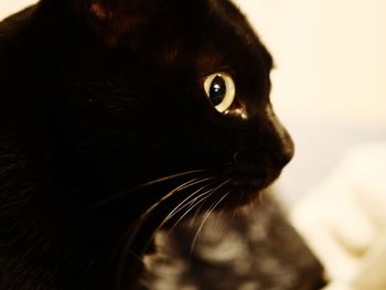 Close-up of cat looking away