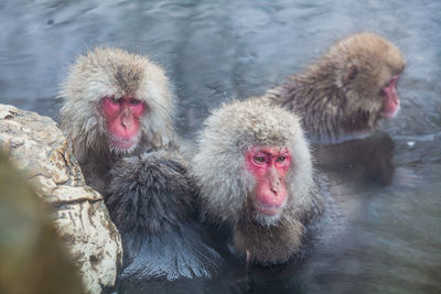 Japanese snow monkeys soaking in the hot spring water