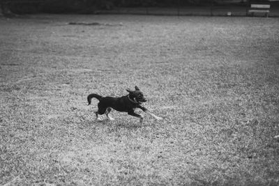 Dog on grassy field