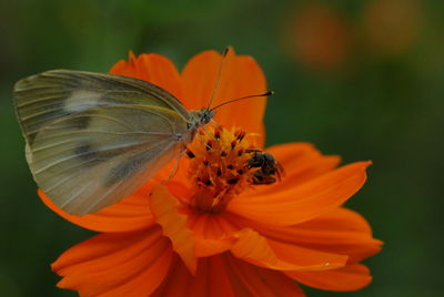 Close-up of butterfly pollinating on orange flower