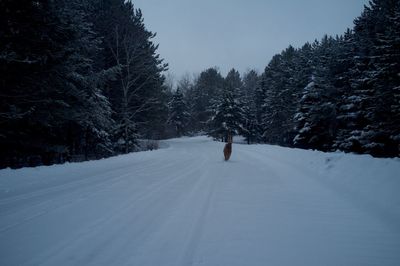 Scenic view of snow covered landscape