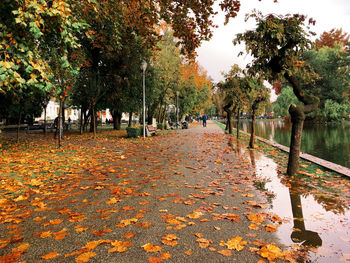 Trees in park during autumn
