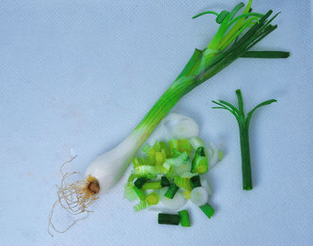 Directly above shot of potted plant against white background