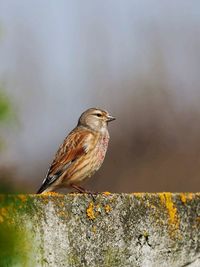 Close-up of bird perching outdoors