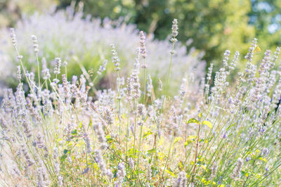 Close-up of purple flowering plants on field