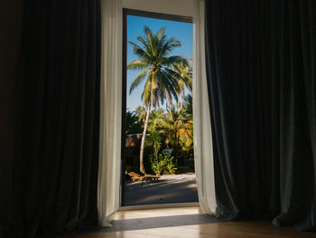 Palm trees seen through window