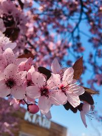 Close-up of cherry blossoms in spring