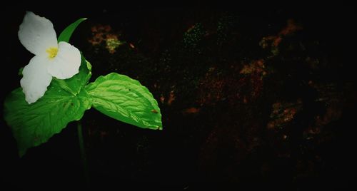 Close-up of plant against black background