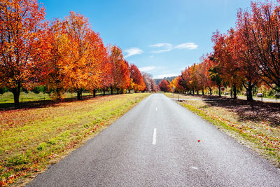 Road amidst autumn trees against sky