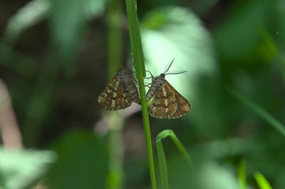 animal wildlife