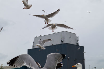 Low angle view of seagulls flying against sky