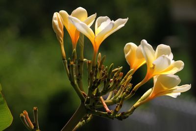 Close-up of yellow flowers blooming outdoors