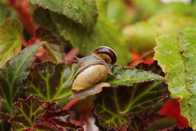 Close-up of snail on leaves