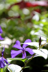 Close-up of purple flowers blooming outdoors