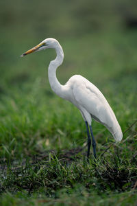 Close-up of egret on field