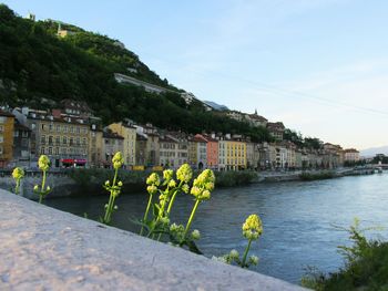 Flowers growing by river in town against sky