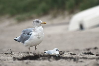 Close-up of seagull on beach