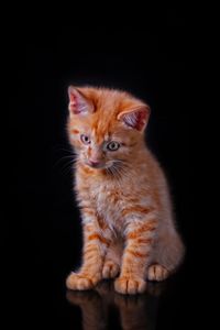 Portrait of kitten sitting against black background