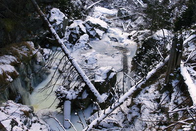 High angle view of frozen tree during winter