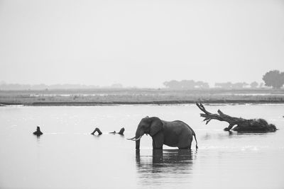 Elephant in a lake