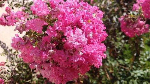 Close-up of pink flowering plant