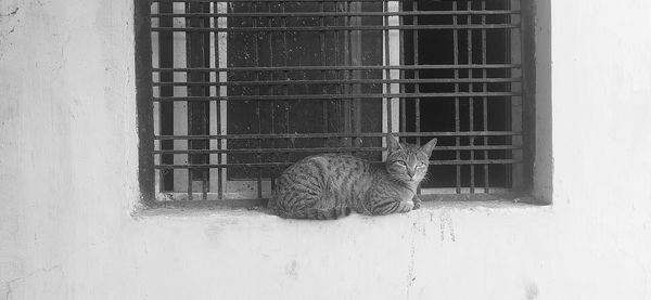 Cat sitting on window of building in india