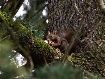 Squirrel in a forest